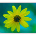 Yellow flower with bokeh