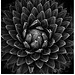 Succulent Circular in black and white