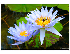 Blue water lillies and bees