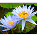 Blue water lillies and bees