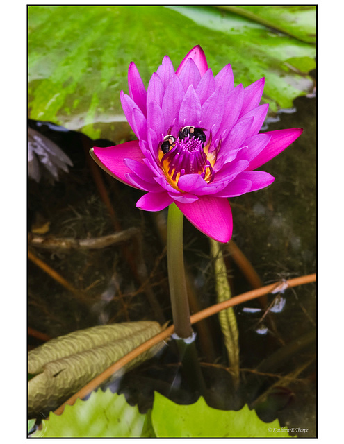 Pink water lily and bees