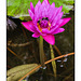 Pink water lily and bees