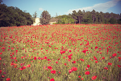 Poppies! POPPIES! They are everywhere!