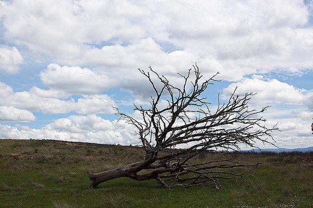 20120508 9286RAw [E] Baum, CC129, Garciaz, Extremadura