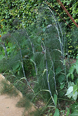 Foeniculum vulgare ' 'Purpureum'