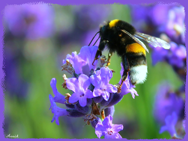 BOURDON TERRESTRE SUR SA LAVANDE ! ***