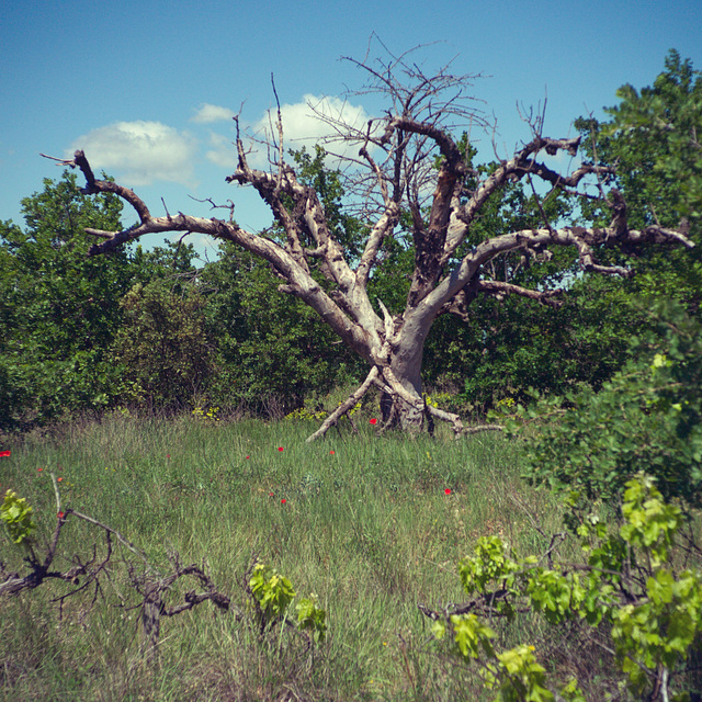 Dead tree