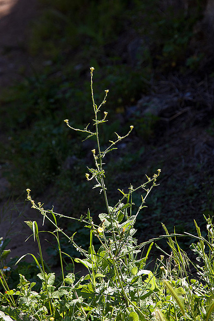 20120513 9647RAw [E] Herguijuela