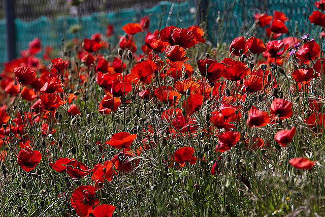 20120513 9648RAw [E] Mohn Herguijuela