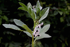 Févier en fleur - Vicia faba