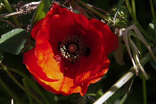 20120513 9652RAw [E] Mohn Herguijuela