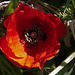 20120513 9652RAw [E] Mohn Herguijuela