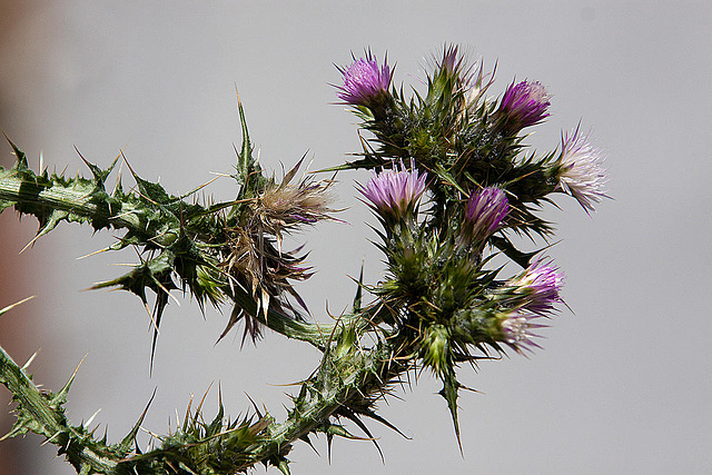 20120513 9658RAw [E] Distel Herguijuela