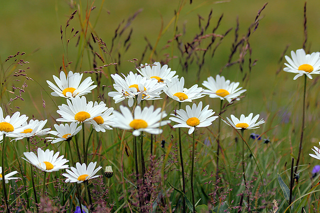 Alpen-Margeriten