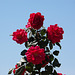 20120513 9663RAw [E] Rose Herguijuela