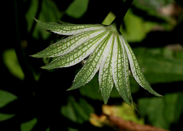 Astrantia major