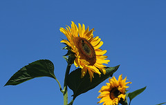 Tournesol-... "Hé regarde .."