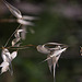 20120513 9665RAw [E] Tauber Hafer (Avena sterilis), Herguijuela, Extremadura