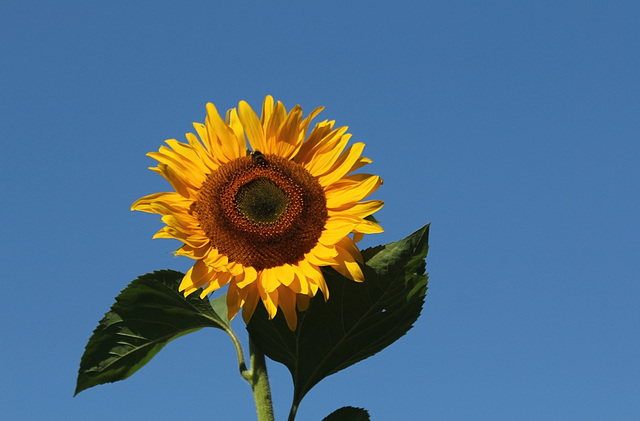 Tournesol.... sémaphore