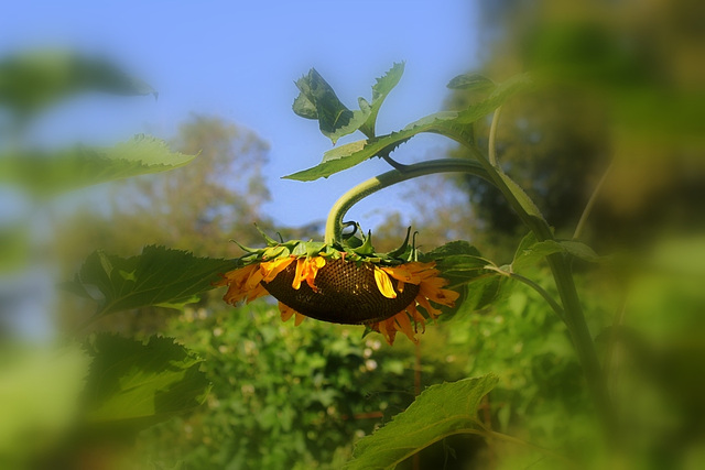 Tournesol qui a des vapeurs