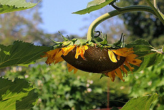 Tournesol fatigué