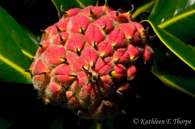 Magnolia Fruit Pod