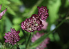 Astrantia major (4)