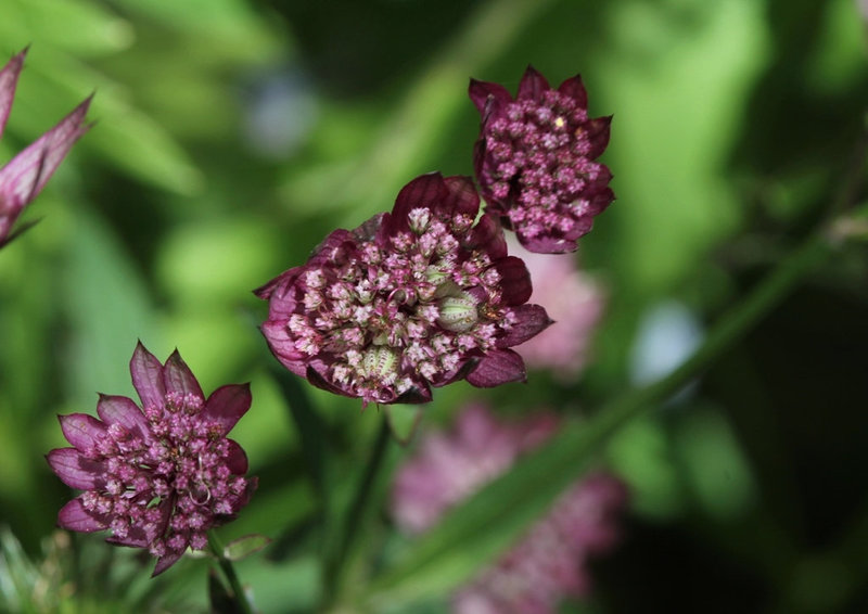 Astrantia major (4)
