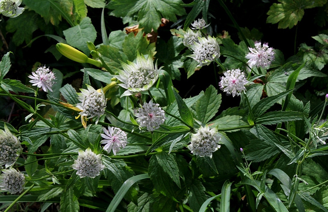 Astrantia major (5)