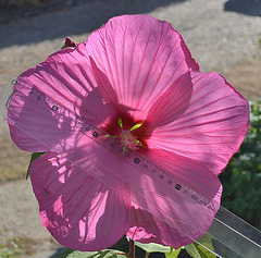 Hibiscus moscheutos DSC 0004