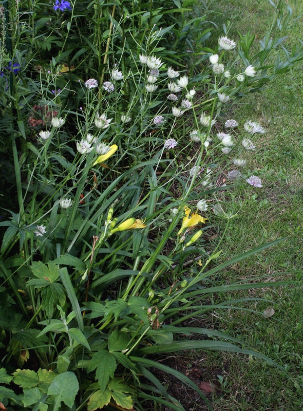 Astrantia major (6)