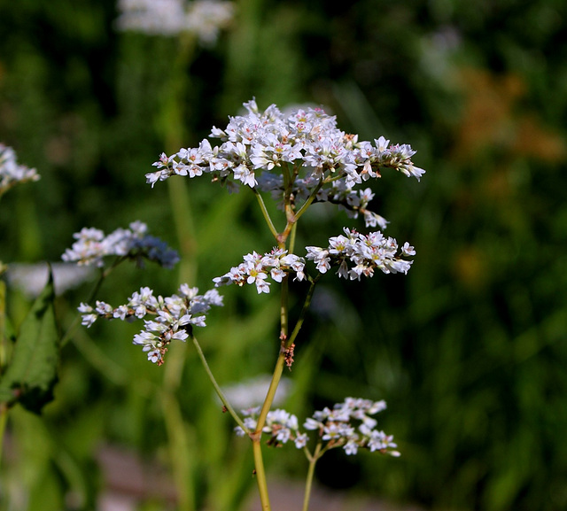 Fagopyrum esculentum- Sarrasin