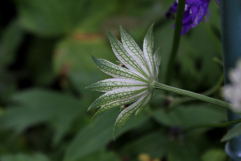 Astrantia major (7)