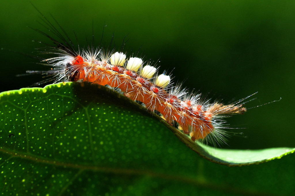 Schlehen-Bürstenspinner-Raupe