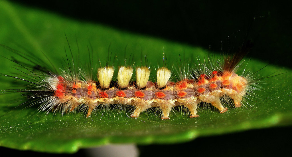 Schlehen-Bürstenspinner-Raupe