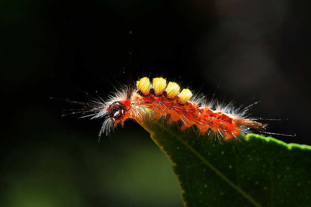 Schlehen-Bürstenspinner-Raupe