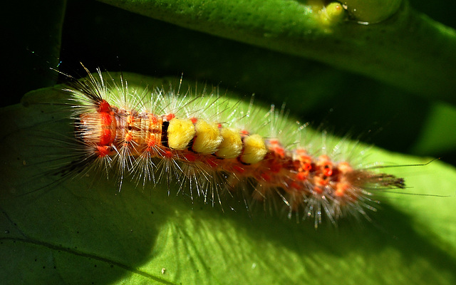 Schlehen-Bürstenspinner-Raupe