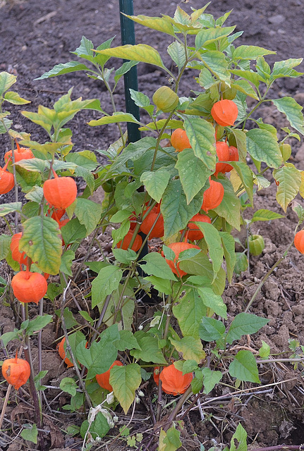 Physalis DSC 0016