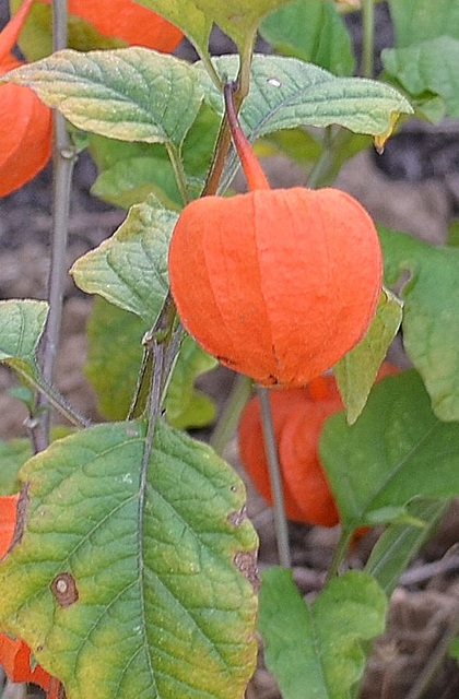 Physalis DSC 0018