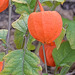 Physalis DSC 0018