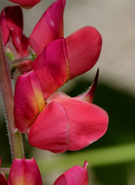 Lupin corail