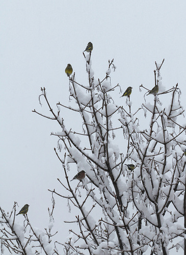 Arbre à oiseaux