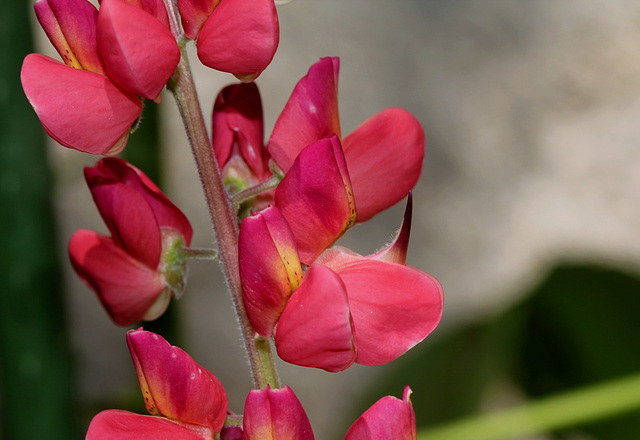 Lupin corail (2)