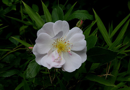 Rose (2)