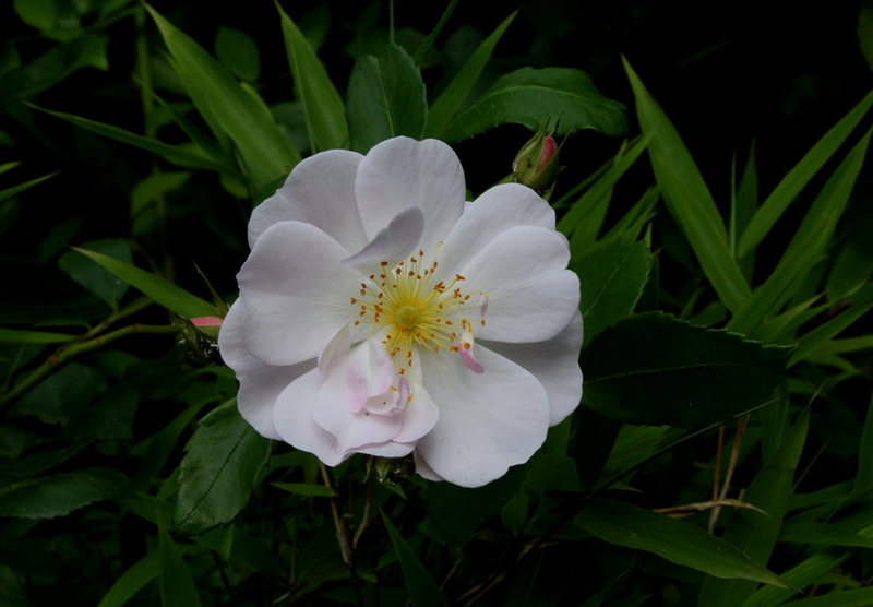 Rose (2)