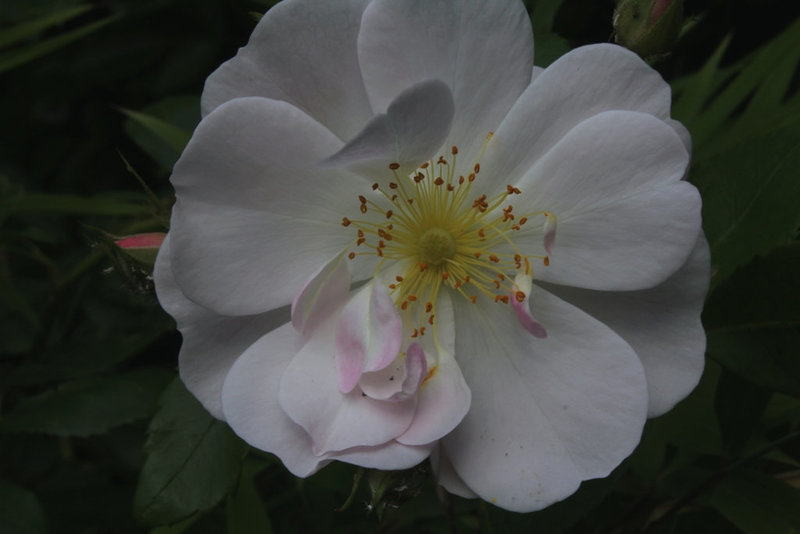 Rose (3)