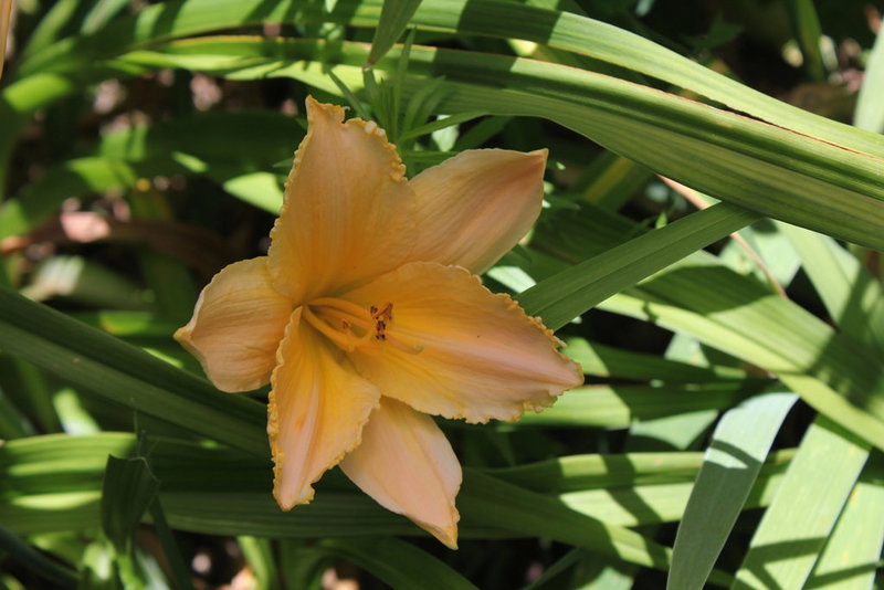 Hémérocalle 'Apricot Lace'- la plus tardive