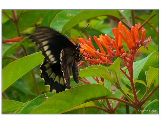 Butterfly on orange flowers