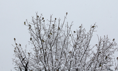 Arbre à oiseaux