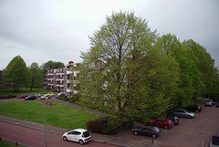 Yearly how full of leaves is the tree in front of my house shot